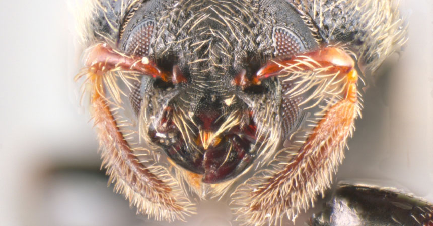 IDaids for olive bark beetle