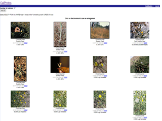 CalPhotos: Rush Skeletonweed (Chondrilla juncea)