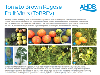 Tomato Brown Rugose Fruit Virus (ToBRFV)