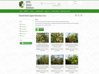 Tomato Brown Rugose Fruit Virus (ToBRFV)