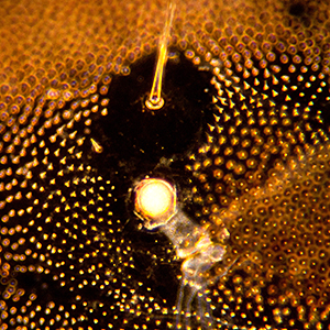 SD2 seta on A6 in <em>G. molesta</em>