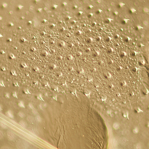 Cuticle texture in <em>H. assulta</em>