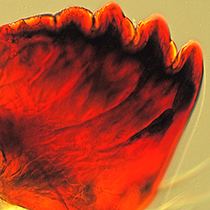 Inner tooth on mandible of <em>D. magnifactella</em>