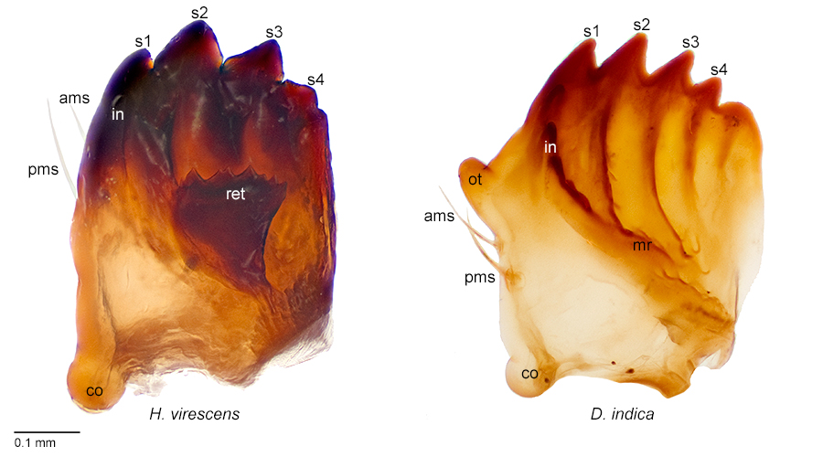 Mandibles of <em>C. virescens</em> and <em>D. indica</em> with structures labeled