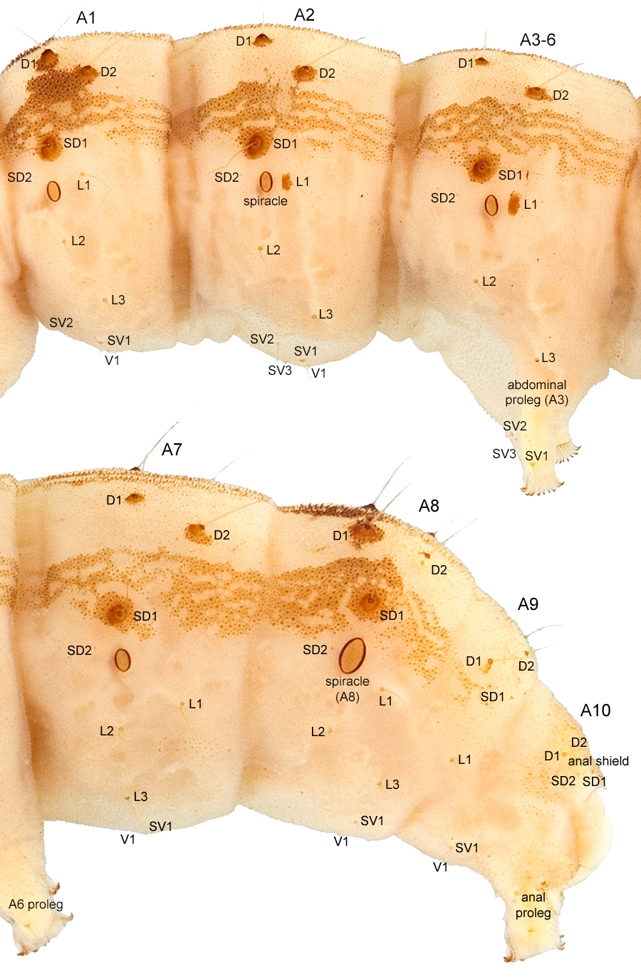 Abdominal segments of <em>H. armigera</em> with setae and structures labeled