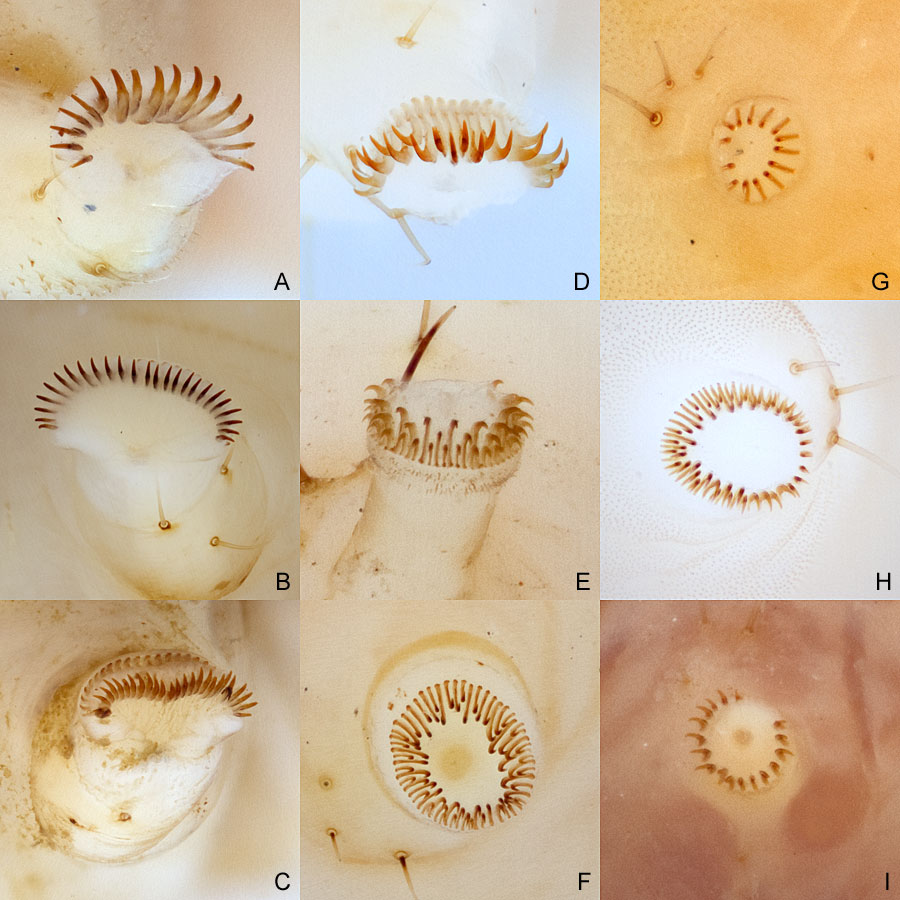 rochet arrangement on abdominal prolegs of various species shown