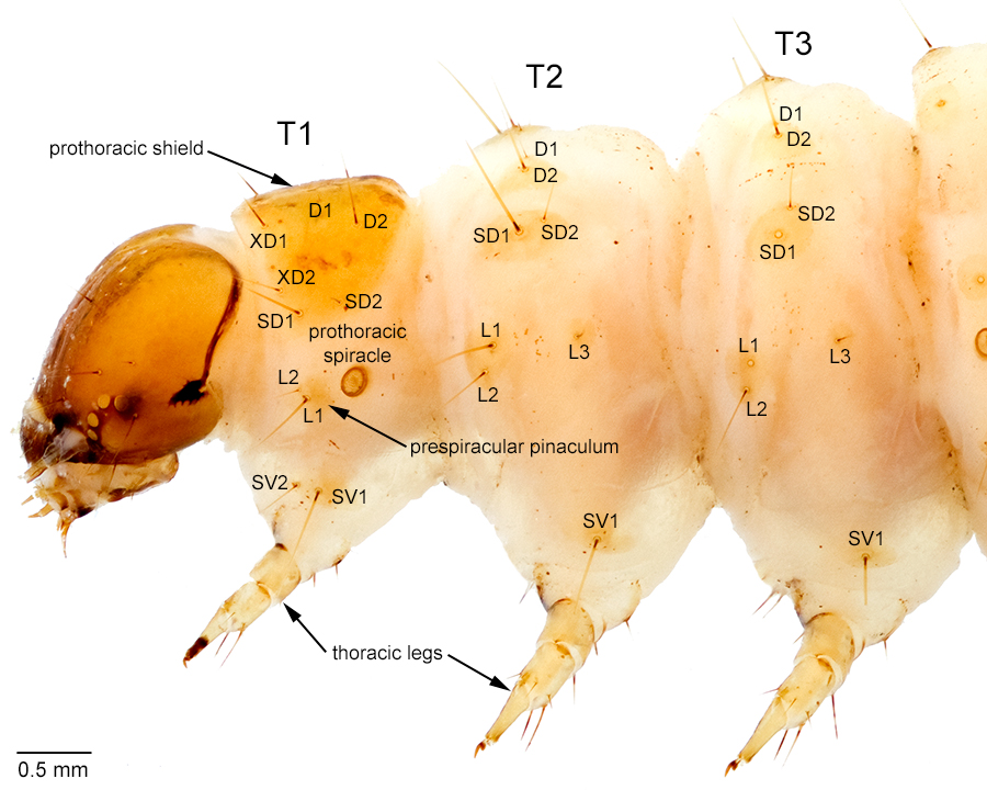 Thorax of <em>D. nitidalis</em> with structures labeled