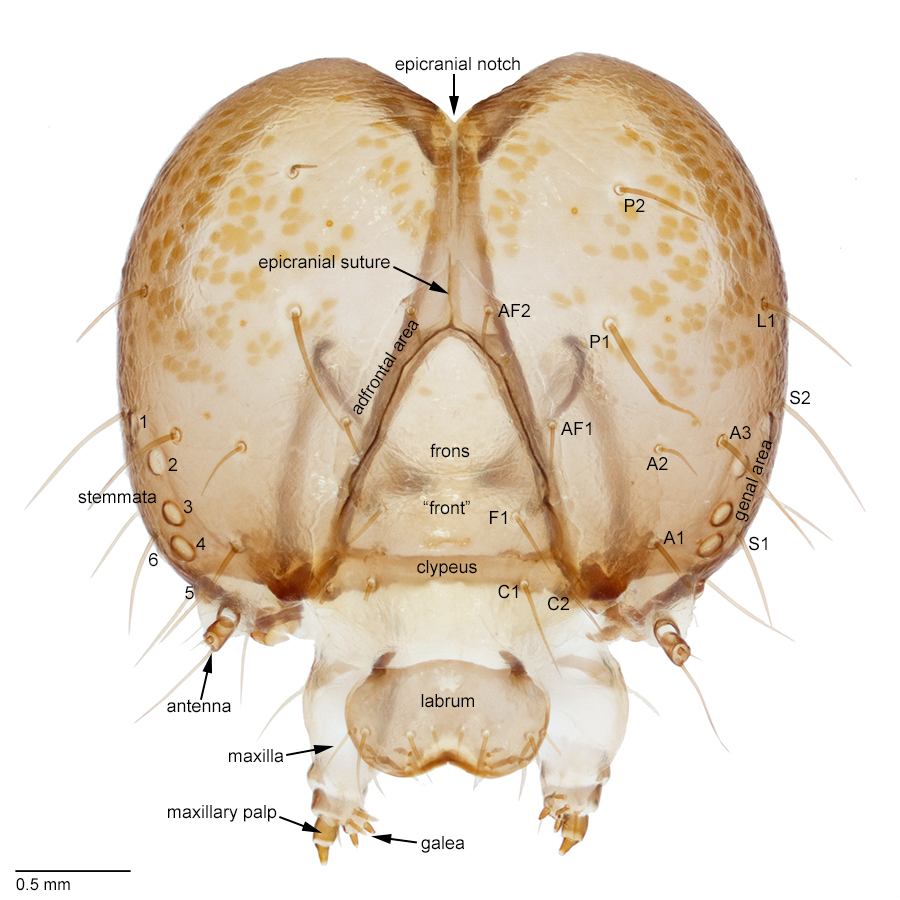 Head of <em>C. virescens</em> with structures labeled