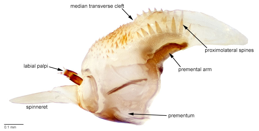 Hypopharyngeal complex of <em>C. virescens</em> with structures labeled