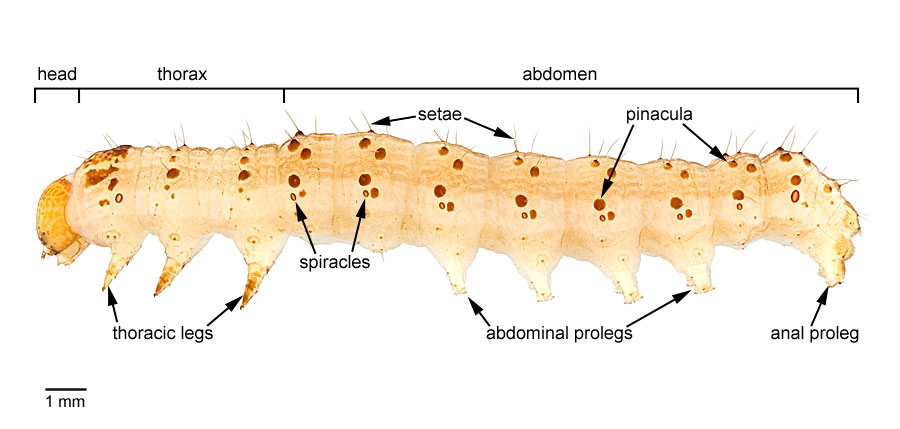 Lateral view of <em>H. zea</em> larva with body regions and major structures labeled.