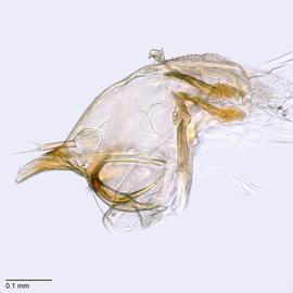 Fig. 9: Hypo. complex