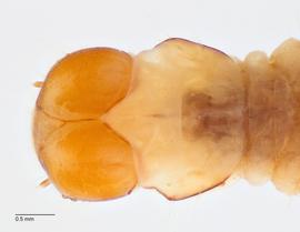 Fig. 4: Head and shield