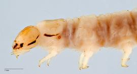 Fig. 2: Head and thorax