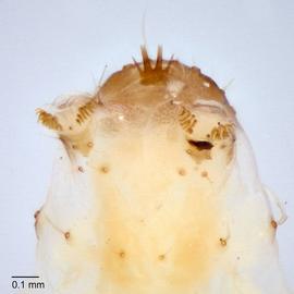 Fig. 5: Comb, crochets