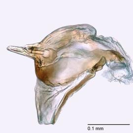 Fig. 8: Hypo. complex