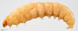 Fig. 1: Late instar, lateral view