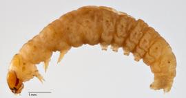 Fig. 3: Late instar, lateral view