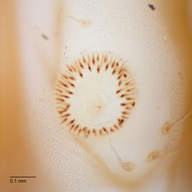 Fig. 7:  C. aporema 