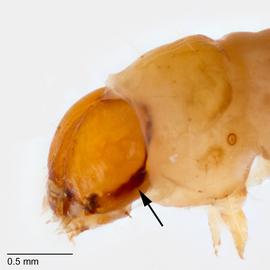 Fig. 9: Head, lateral