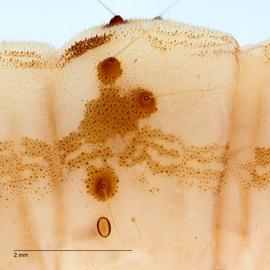 Fig. 12: Pinacula on A1