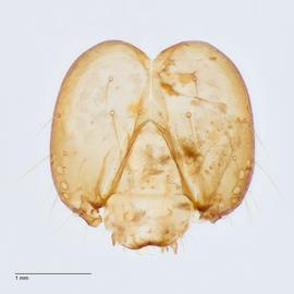 Fig. 14: Head (cleared)