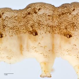 Fig. 4: A3 with proleg