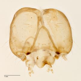 Fig. 7: Head