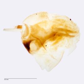 Fig. 8: Hypo. complex
