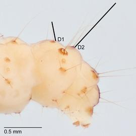 Fig. 4: D1 vs. D2 setae
