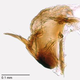 Fig. 7: Hypo. complex