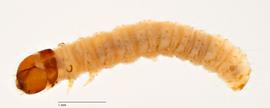 Fig. 2: Early instar, dorsolateral view