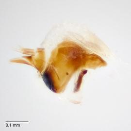 Fig. 8: Hypo. complex