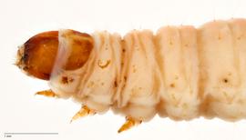 Fig. 3: Head and thorax, lateral view