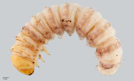 Fig. 2: Late instar, lateral view