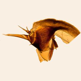 Fig. 9: Hypo. complex