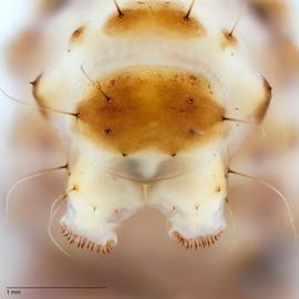 Fig. 6: Paraproct setae