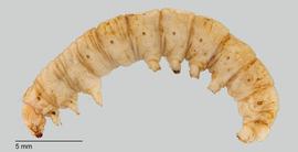 Fig. 1: Late instar, lateral view