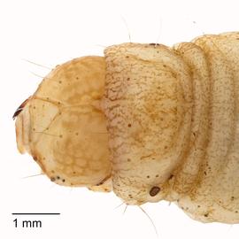 Fig. 4: Head, T1 shield