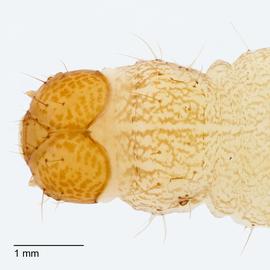 Fig. 5: Head, T1 shield