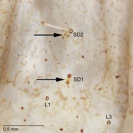 Fig. 6: SD1-2 on T2-3