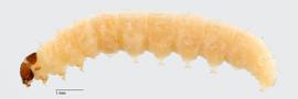 Fig. 1: Late instar, lateral view (India)