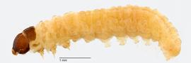 Fig. 2: Mid-instar, lateral view (Thailand)