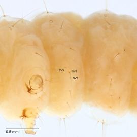 Fig. 6: SV group on A1