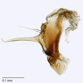 Fig. 9: Hypo. complex