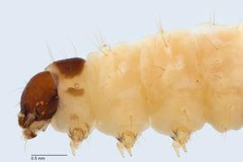Fig. 4: Head and thorax, lateral view (India)