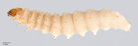 Fig. 1: Late instar, lateral view