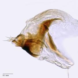 Fig. 8: Hypo. complex