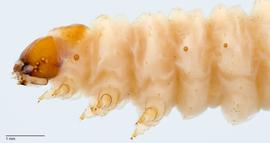 Fig. 3: Head and thorax, lateral view