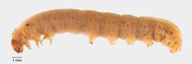 Fig. 1: Late instar, lateral view