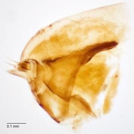 Fig. 12: Hypo. complex